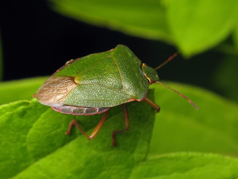 Palomena prasina (Linnaeus, 1761)